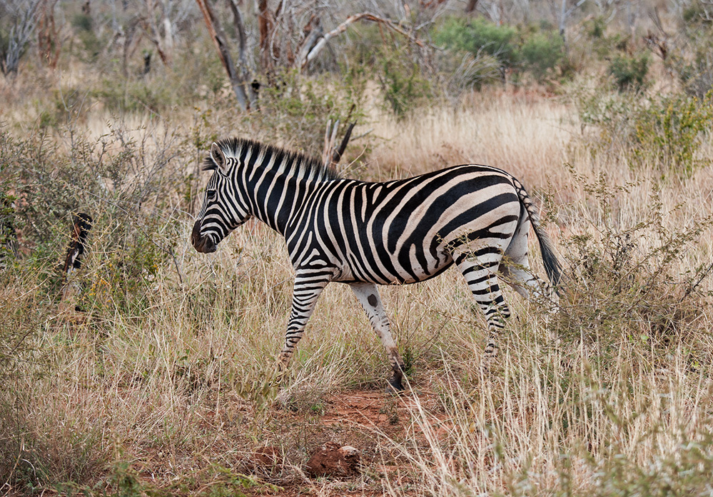 Madikwe Game Reserve Zebra 2